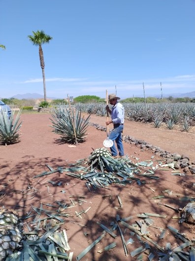 ispo-tequilla